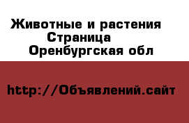  Животные и растения - Страница 10 . Оренбургская обл.